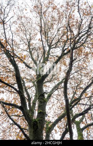 Recherche des branches et des brindilles d'un chêne (Quercus) pendant la saison d'automne Banque D'Images