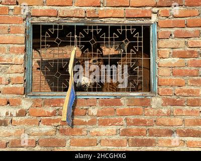 Un âne donnant sur une fenêtre barrée dans un mur de briques.Un animal en captivité.Un animal de travail sur une ferme pour le transport de charges. Banque D'Images