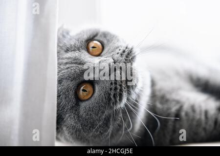 British Shorthair chat allongé sur le rebord de la fenêtre.Je regarde intéressé avec les yeux jaunes Banque D'Images