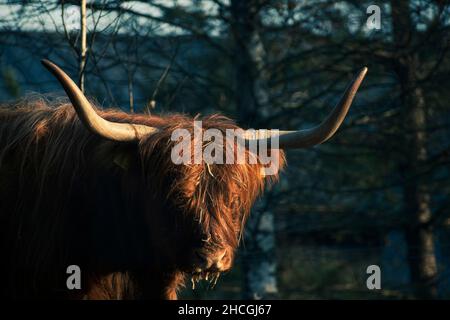 Gros plan d'une jolie vache écossaise des Highlands qui broutage dans un pré automnal Banque D'Images