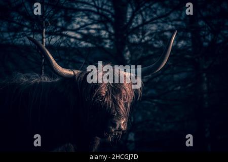 Gros plan d'une jolie vache écossaise des Highlands qui broutage dans un pré automnal Banque D'Images