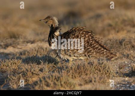 Outarde Houbara à la fin de la saison de reproduction sur Lanzarote, dans un habitat semi-aride typique où ils sont protégés et se reproduisent. Banque D'Images