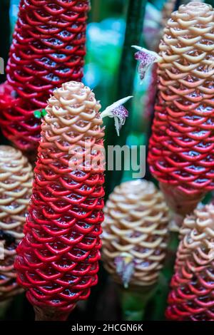 Plante de gingembre de ruche (Zingiber spectabilis) sur fond tropical dans la forêt tropicale dans la forêt tropicale au Costa Rica Banque D'Images