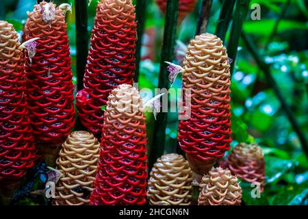 Plante de gingembre de ruche (Zingiber spectabilis) sur fond tropical dans la forêt tropicale dans la forêt tropicale au Costa Rica Banque D'Images