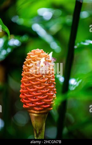 Plante de gingembre de ruche (Zingiber spectabilis) sur fond tropical dans la forêt tropicale dans la forêt tropicale au Costa Rica Banque D'Images