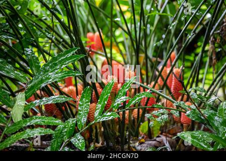 Plante de gingembre de ruche (Zingiber spectabilis) sur fond tropical dans la forêt tropicale dans la forêt tropicale au Costa Rica Banque D'Images