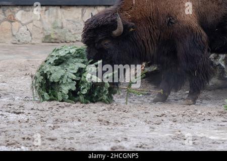 Berlin, Allemagne.29th décembre 2021.Un bison au zoo de Berlin joue avec un sapin lors de l'alimentation annuelle des arbres de Noël.Credit: Paul Zinken/dpa/Alay Live News Banque D'Images