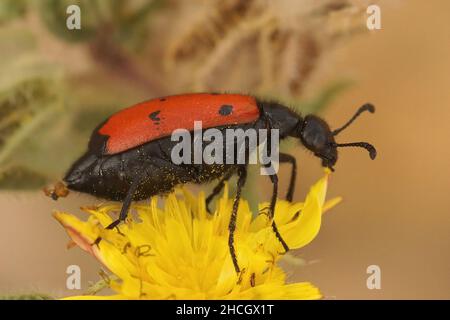 Gros plan sur un coléoptère méditerranéen coloré, Mylabris quadripunctata, assis sur une fleur jaune de Pitris dans le sud de la France Banque D'Images