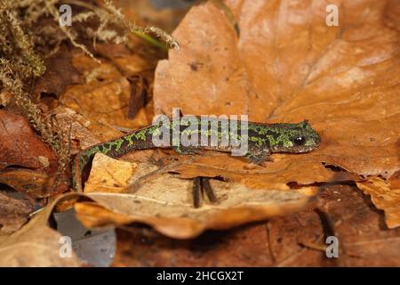 Gros plan sur un jeune herbzien terrestre vert marbré newt, Triturus pygmaeus assis sur des feuilles de driend Banque D'Images