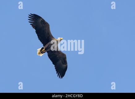 Adulte aigle à queue blanche (haliaeetus albicilla) soars élevés dans le ciel bleu avec de larges ailes et une queue panées Banque D'Images