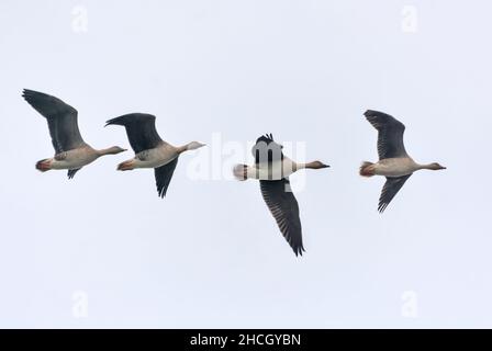 Petit troupeau d'oies des haricots (Anser fabalis) mouche serrée dans le ciel clair près l'un de l'autre en automne Banque D'Images