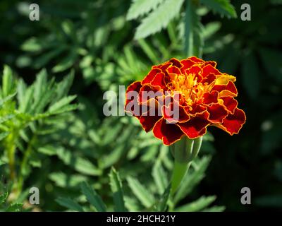 Une fleur de marigot photographiée de près.Une fleur orange vif. Banque D'Images