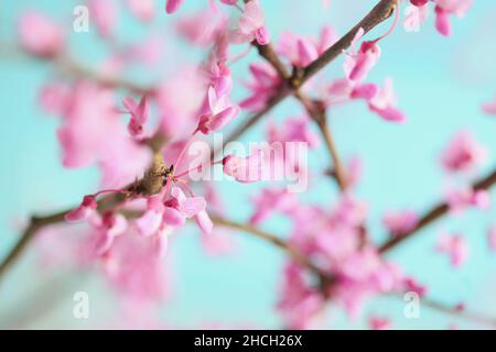 Résumé de l'arbre de Redbud de l'est, Cerci canadensis, originaire de l'est de l'Amérique du Nord, montré ici en pleine floraison.Arrière-plan flou. Banque D'Images