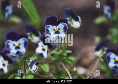 Fleurs de Pansy bleu foncé et gris dans le jardin, également connu sous le nom de variété de Viola tricolor hortensis.Usine annuelle de printemps et d'automne.Arrière-plan flou. Banque D'Images