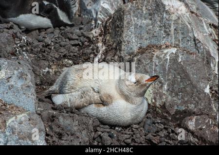 Un pingouin Gentoo leucantique (Pygoscelis papouasie) situé dans des rochers à Paradise Bay, en Antarctique Banque D'Images