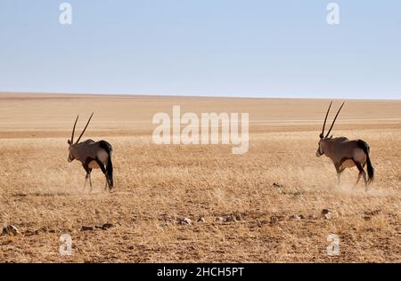 Deux antilopes d'Oryx avec des cornes de type effilé traversent la vaste savane du parc national d'Etosha en Namibie, en Afrique. Banque D'Images