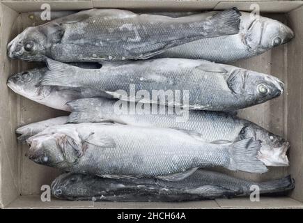 poisson de mer surgelé, seabass dans une boîte en carton Banque D'Images