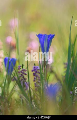 Gentiane de marais (Gentiana pneumonanthe), fleur, Wesel, Basse-Rhin, Rhénanie-du-Nord-Westphalie,Allemagne Banque D'Images