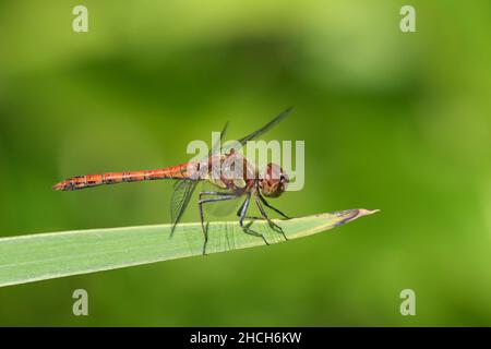 Dard vagabond (Sympetrum vulgatum), homme, Oberhausen, région de la Ruhr, Rhénanie-du-Nord-Westphalie,Allemagne Banque D'Images