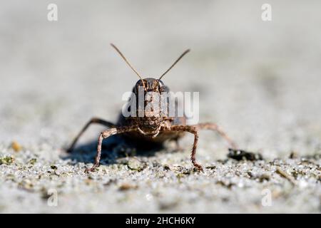 Sauterelle aigre (Oedipoda caerulescens), portrait, Wesel, Basse-Rhin, Rhénanie-du-Nord-Westphalie,Allemagne Banque D'Images
