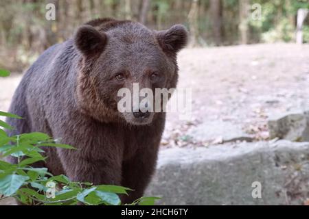 Europäischer Braunbär Banque D'Images