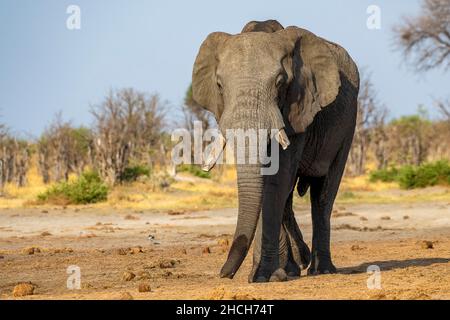 L'éléphant africain (Loxodonta africana), Savuti, Chobe National Park, Botswana Banque D'Images