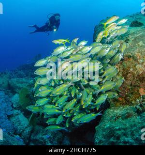 Le plongeur regarde vers le bas sur le haut de la dorade rayée à grands yeux (Gnathodentex aureolineatus), dans l'océan Indien, à Maurice Banque D'Images