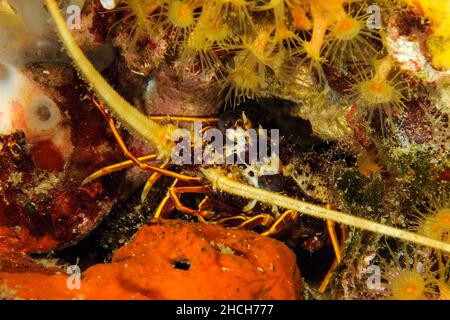 Gros plan de la tête de jeunes écrevisses européennes (Palinurus elephas) se cachant dans une grotte vivante, mer Méditerranée, Elbe, Toscane, Italie Banque D'Images