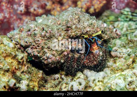 Crabe rouge hermite poilu (Dardanus lagopodes) marchant au-dessus du corail en regardant hors de la coquille d'escargot, mer d'Andaman, Indo-Pacifique, Phuket, Thaïlande Banque D'Images