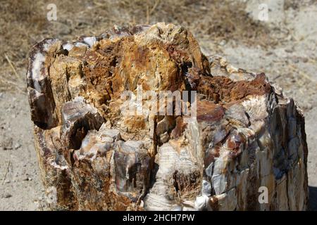 Le sommet d'un tronc d'arbre pétrifié à la Forêt pétrifiée de Lesbos sur l'île de Lesvos en Grèce.Le Banque D'Images