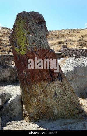 Un tronc d'arbre pétrifié d'une circonférence de 8,3 mètres à la Forêt pétrifiée de Lesvos sur l'île de Lesvos en Grèce. Banque D'Images