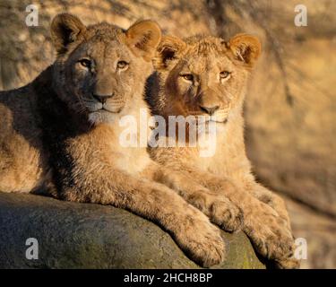 Jeune lion africain (Panthera leo), captif, Allemagne Banque D'Images