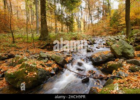 Rivière Radau dans la vallée du Radau, parc national du Harz, montagnes du Harz, Basse-Saxe, Allemagne Banque D'Images