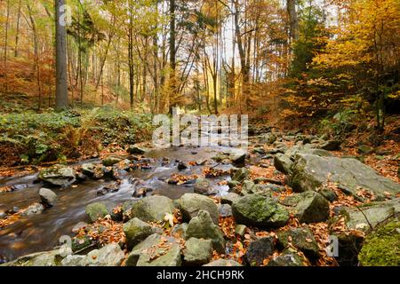 Rivière Radau dans la vallée du Radau, parc national du Harz, montagnes du Harz, Basse-Saxe, Allemagne Banque D'Images