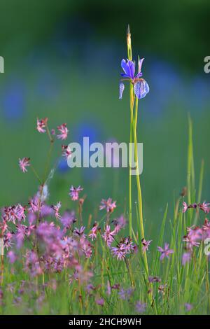 Iris sibérien (Iris sibirica), famille de l'iris (Iridaceae), entre le campion de Cuckoo (Lychnis flos-cucucucuci), prairie humide, Eriskircher Ried, Lac de Constance Banque D'Images