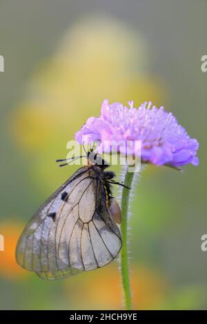 apollon noir (Parnassius mnemosyne), scabieux de terrain (Knautia arvensis), famille des chèvèches (Caprifloiaceae), Lipachtal, Muehlheim, Haut Banque D'Images