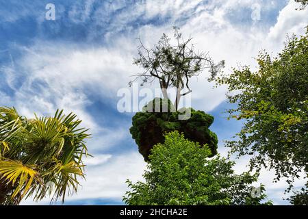 Croissance inhabituelle d'un sapin de douglas (Pseudotsuga menziesii), appelé balai de sorcières, Lost Gardens of Heligan, Cornouailles, Angleterre, Grande-Bretagne Banque D'Images