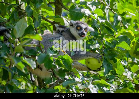 Lemur à queue annulaire (Lemur catta) avec jeunes fetches une pomme d'un arbre, Hellbrunn Zoo, Salzbourg, Autriche Banque D'Images