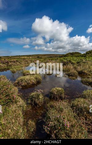 Bostraze Bog ; Penwith ; Cornwall ; Royaume-Uni Banque D'Images