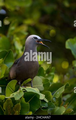 Noddi brun Anous stolidus ; Seychelles ; appel ; Banque D'Images