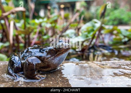 Grenouille commune; Rana temporaria; Heligan Garden; Cornwall Banque D'Images
