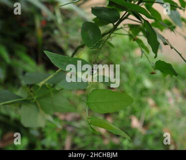 Un coléoptère de couleur verte métallique marchant sur une brochure Sauropus androgynus Banque D'Images