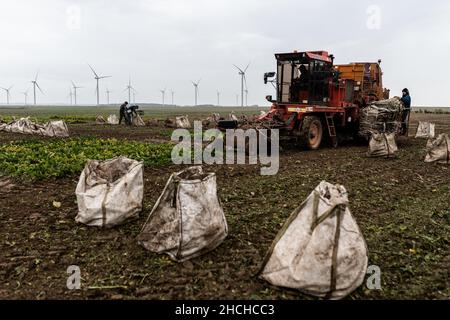 Photo du dossier datée du 20 octobre 2020 - UN tracteur récolte des betteraves dans un champ où des plantes sont contaminées par la maladie du jaunisse, causée par la propagation des pucerons verts. Les betteraves malades et être repéré par les feuilles jaunes au lieu de vert. Clermont-les-Fermes , France. Le Conseil d'État a validé lundi l'autorisation temporaire d'utilisation des néonicotinoïdes pour les betteraves à sucre. Le décret du gouvernement sur cette question explosive, qui est opposé par les associations environnementales, n'est "contraire ni à la Constitution ni au droit européen", a déclaré l'institution. Photo de Dabiel Derajinski/ABACAPRESS. Banque D'Images