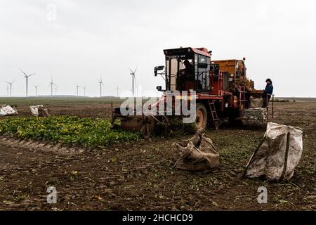 Photo du dossier datée du 20 octobre 2020 - UN tracteur récolte des betteraves dans un champ où des plantes sont contaminées par la maladie du jaunisse, causée par la propagation des pucerons verts. Les betteraves malades et être repéré par les feuilles jaunes au lieu de vert. Clermont-les-Fermes , France. Le Conseil d'État a validé lundi l'autorisation temporaire d'utilisation des néonicotinoïdes pour les betteraves à sucre. Le décret du gouvernement sur cette question explosive, qui est opposé par les associations environnementales, n'est "contraire ni à la Constitution ni au droit européen", a déclaré l'institution. Photo de Dabiel Derajinski/ABACAPRESS. Banque D'Images