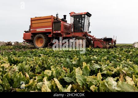 Photo du dossier datée du 20 octobre 2020 - UN tracteur récolte des betteraves dans un champ où des plantes sont contaminées par la maladie du jaunisse, causée par la propagation des pucerons verts. Les betteraves malades et être repéré par les feuilles jaunes au lieu de vert. Clermont-les-Fermes , France. Le Conseil d'État a validé lundi l'autorisation temporaire d'utilisation des néonicotinoïdes pour les betteraves à sucre. Le décret du gouvernement sur cette question explosive, qui est opposé par les associations environnementales, n'est "contraire ni à la Constitution ni au droit européen", a déclaré l'institution. Photo de Dabiel Derajinski/ABACAPRESS. Banque D'Images