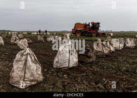 Photo du dossier datée du 20 octobre 2020 - UN tracteur récolte des betteraves dans un champ où des plantes sont contaminées par la maladie du jaunisse, causée par la propagation des pucerons verts. Les betteraves malades et être repéré par les feuilles jaunes au lieu de vert. Clermont-les-Fermes , France. Le Conseil d'État a validé lundi l'autorisation temporaire d'utilisation des néonicotinoïdes pour les betteraves à sucre. Le décret du gouvernement sur cette question explosive, qui est opposé par les associations environnementales, n'est "contraire ni à la Constitution ni au droit européen", a déclaré l'institution. Photo de Dabiel Derajinski/ABACAPRESS. Banque D'Images