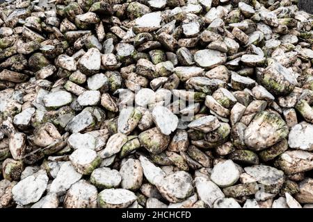 Photo du dossier datée du 20 octobre 2020 - betteraves sucrées coupées et nettoyées après la récolte et entreposées en vrac. Laon, France. Le Conseil d'État a validé lundi l'autorisation temporaire d'utilisation des néonicotinoïdes pour les betteraves à sucre. Le décret du gouvernement sur cette question explosive, qui est opposé par les associations environnementales, n'est "contraire ni à la Constitution ni au droit européen", a déclaré l'institution. Photo de Dabiel Derajinski/ABACAPRESS.COM Banque D'Images