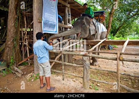 Randonnée à dos d'éléphant dans la jungle/visite à dos d'éléphant, jungle, Khao Sok, Thaïlande Banque D'Images
