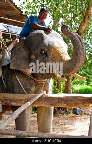 Randonnée à dos d'éléphant dans la jungle/visite à dos d'éléphant, jungle, Khao Sok, Thaïlande Banque D'Images