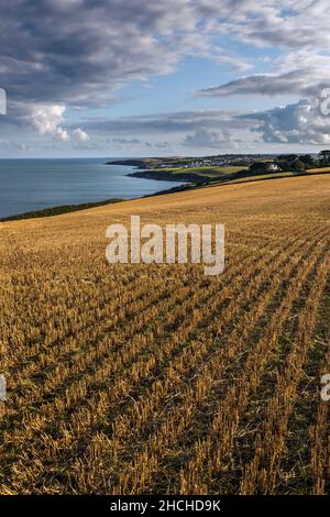 Portscatho; région agricole de Curgurrell; Cornwall; Royaume-Uni Banque D'Images